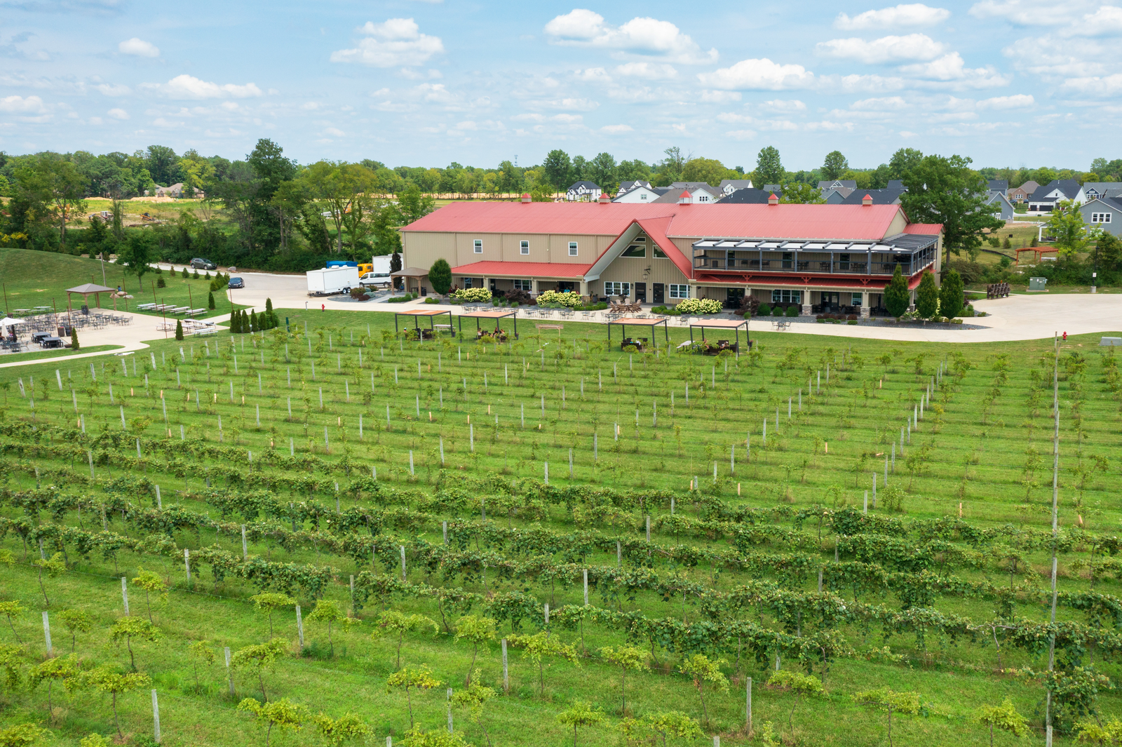 Daniel's Vineyard