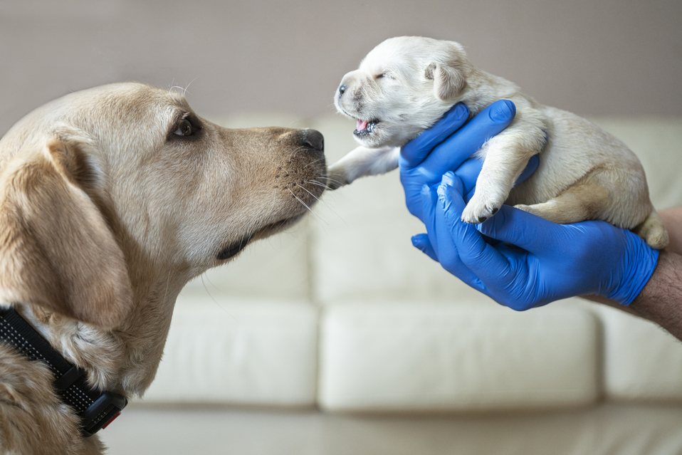 Female dog with puppy_reproduction