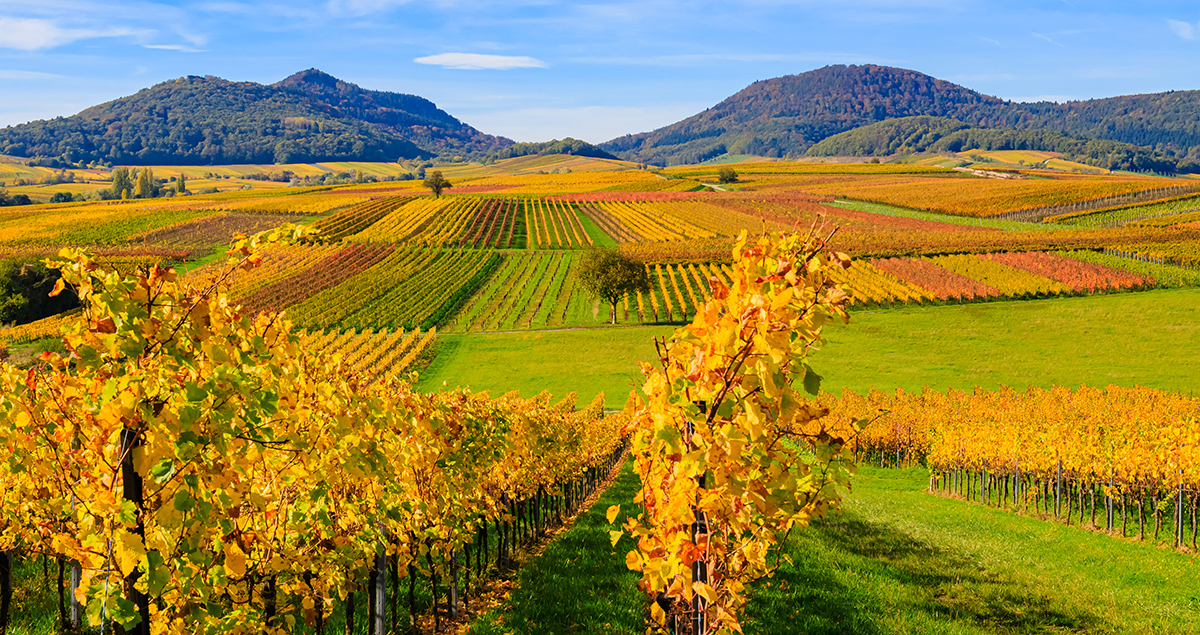 Germany’s Landau region is home to Europe’s largest lithium resource