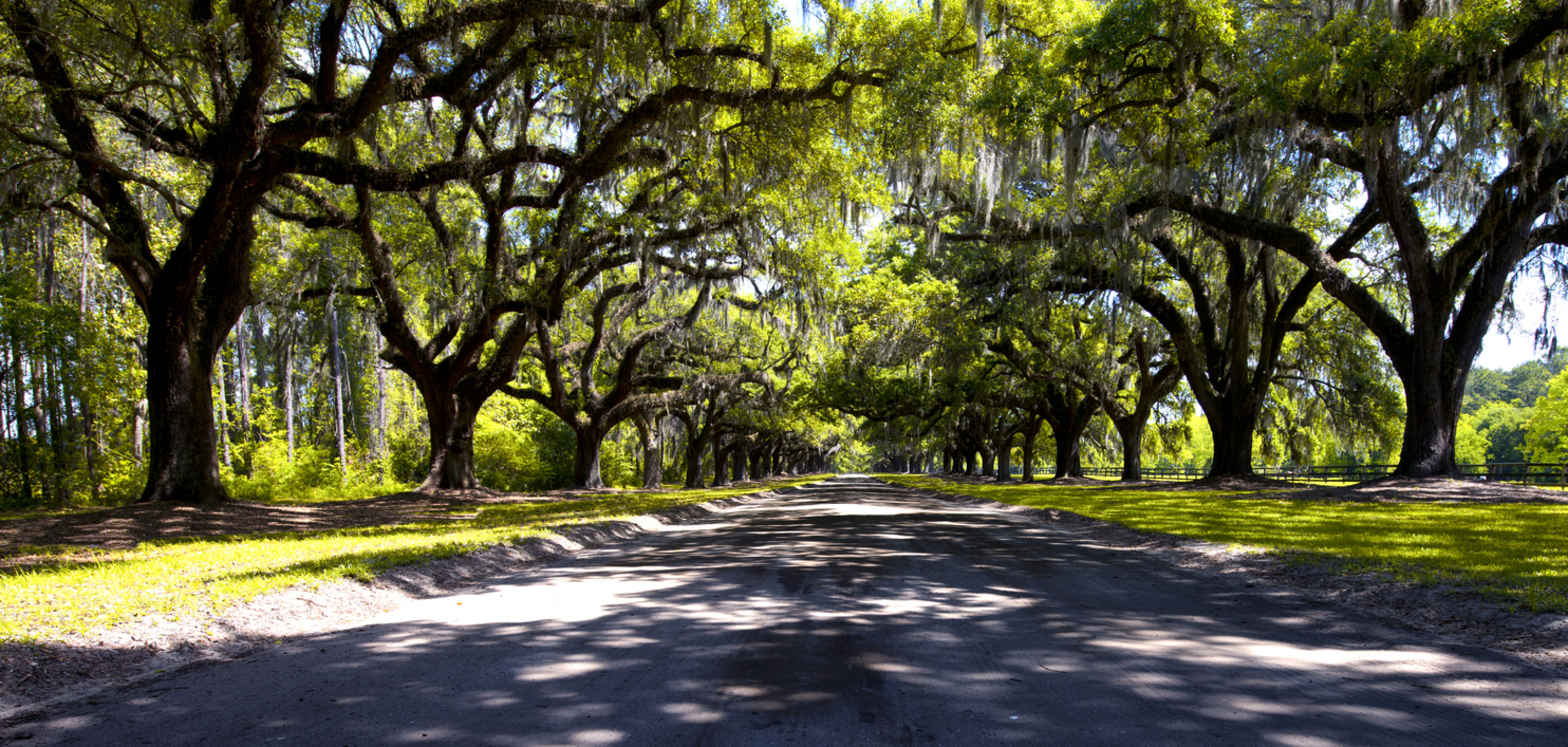 Goose Creek Photo Oak Trees.jpg