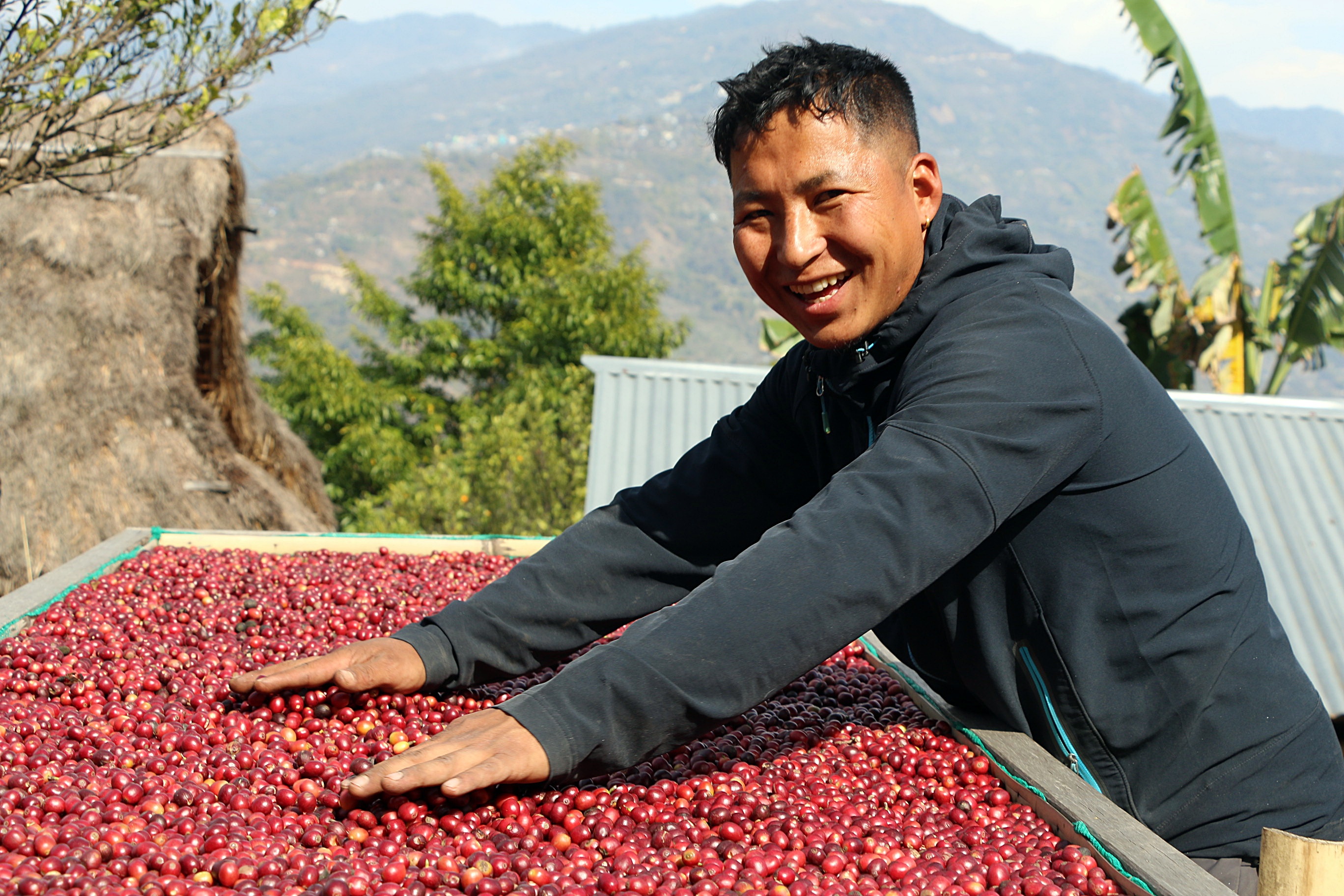 A smiling man leans over a large wooden drying bed filled with thousands of bright red coffee cherries in a mountainous landscape.
