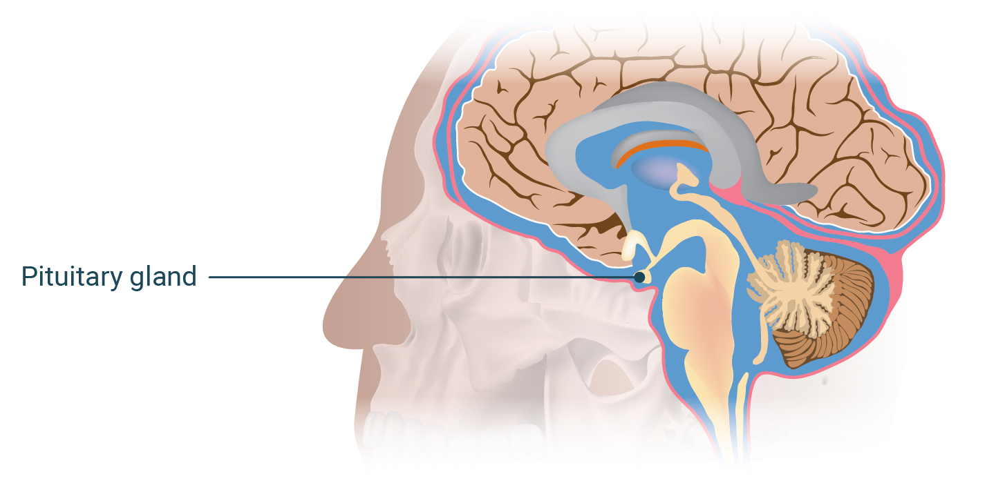 Illustration of the endocrine glands highlighting the pituitary gland.