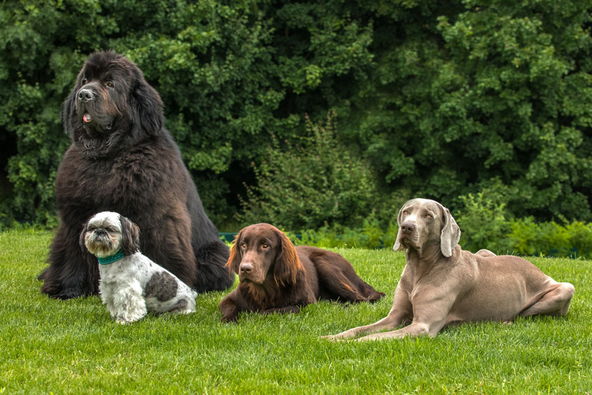 Štirje psi različnih pasem na zeleni trati z gozdom v ozadju