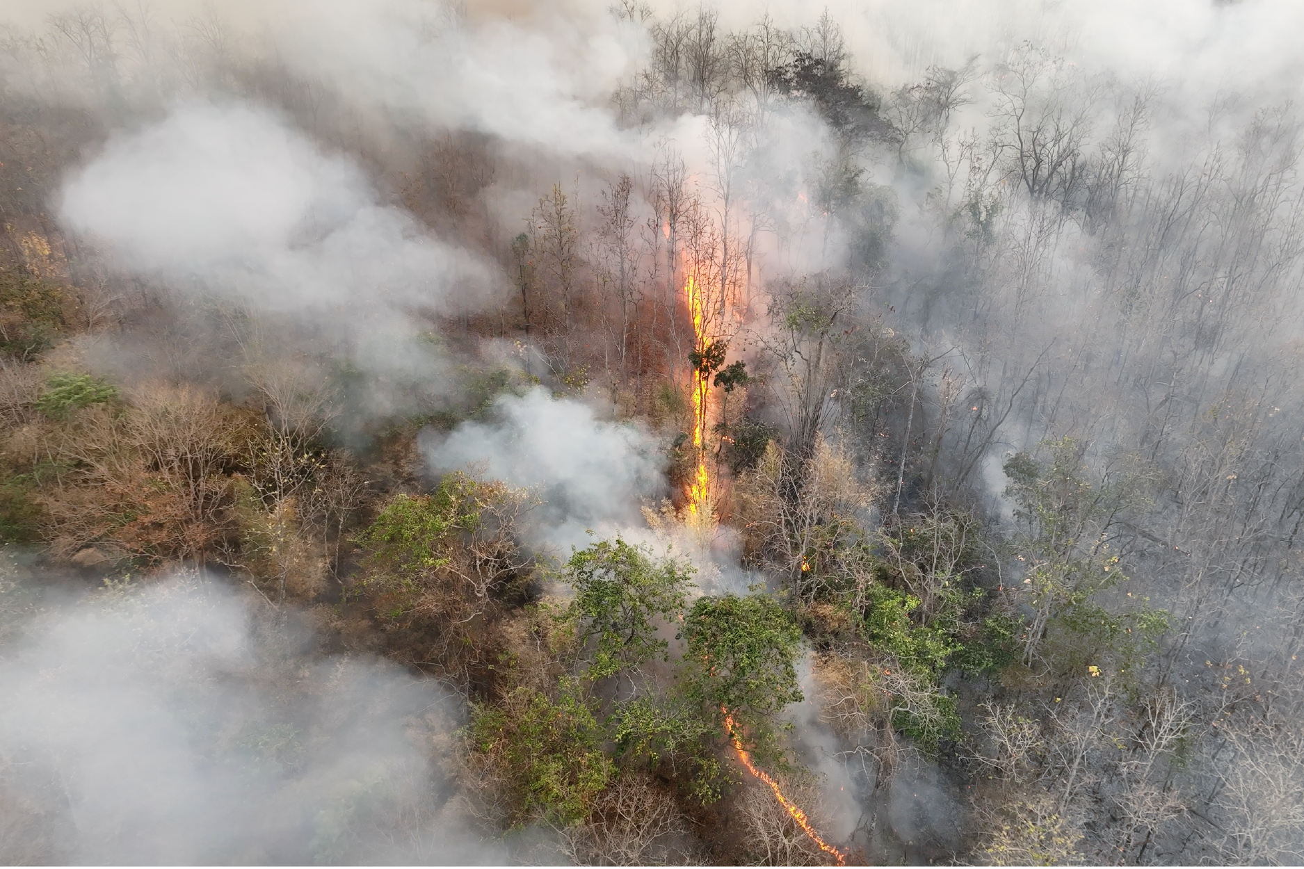 Aerial top-down view of a wildfire burning through a dense forest, showing flames and thick smoke spreading across dry trees.