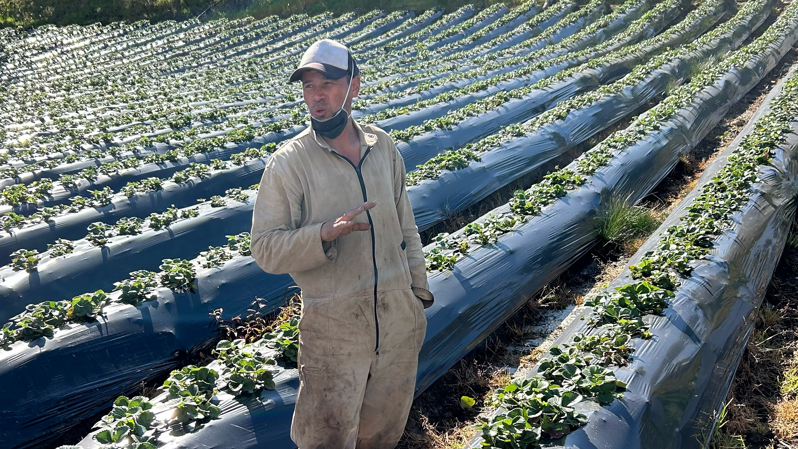 Remy Contrera Alvarez from Bogotá standing in his strawberry field.