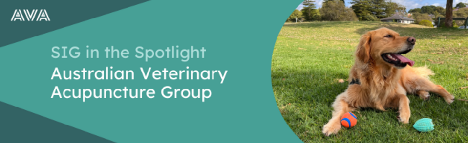 SIG in the Spotlight, Acupuncture