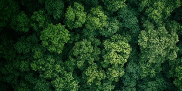 A forest of lush green trees from above