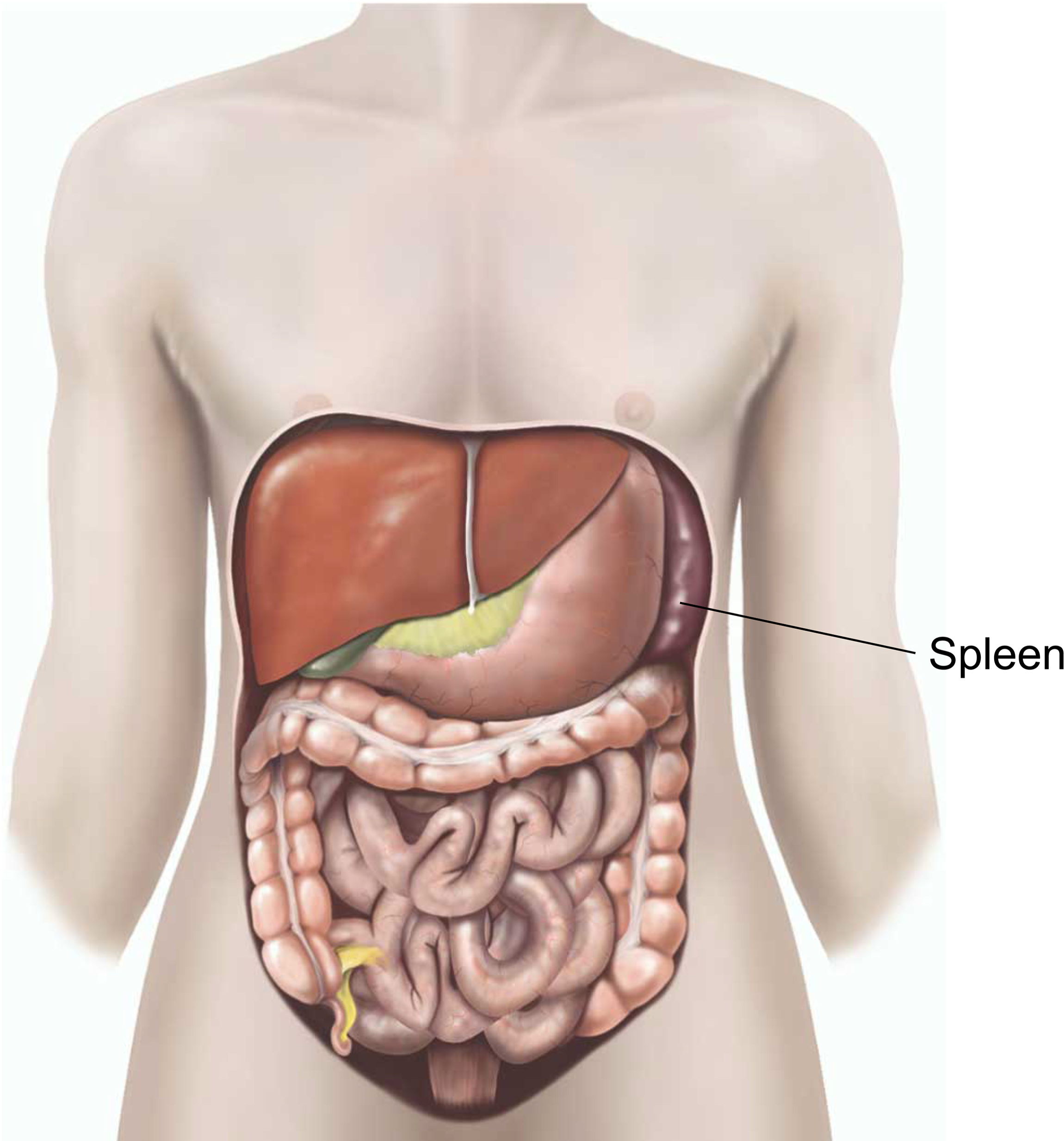 Illustration showing the position of the spleen.