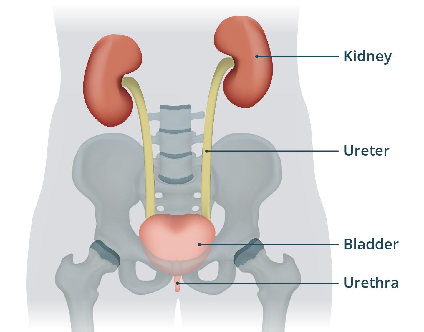 Illustration showing the kidneys and urinary tract.