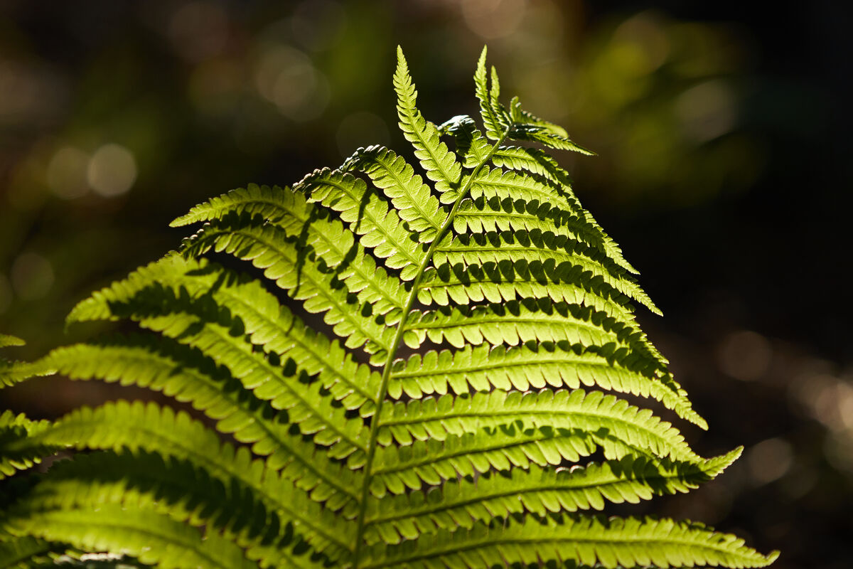 Fern