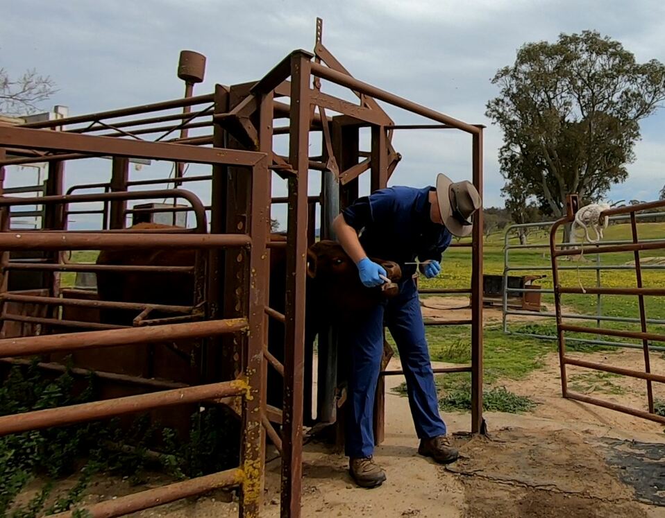 Veterinarian swabbing a heifer - image Dr Lou Baskind - South East Local Land Services.JPG