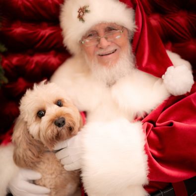 A small dog looks at the camera while held in Santa's gloved hands