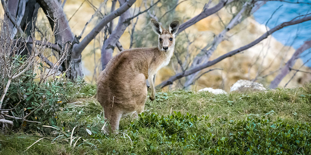 5 Australian Laws Not to Break on Australia Day (...or any other day)