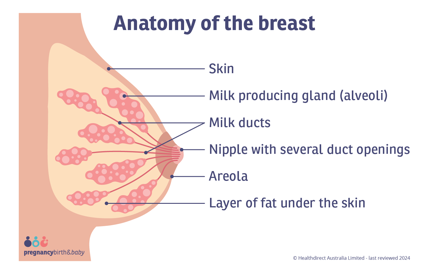 Illustration showing the structure of the breast and the anatomy that produces breastmilk.