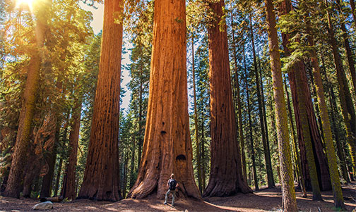 Sequoia Forest, California