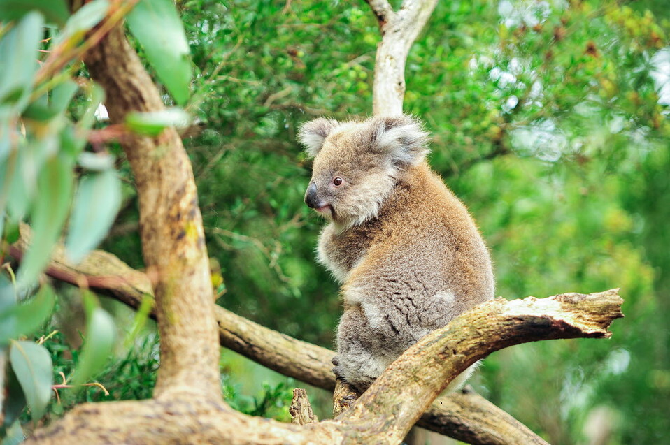 conservation biology - koala.jpg
