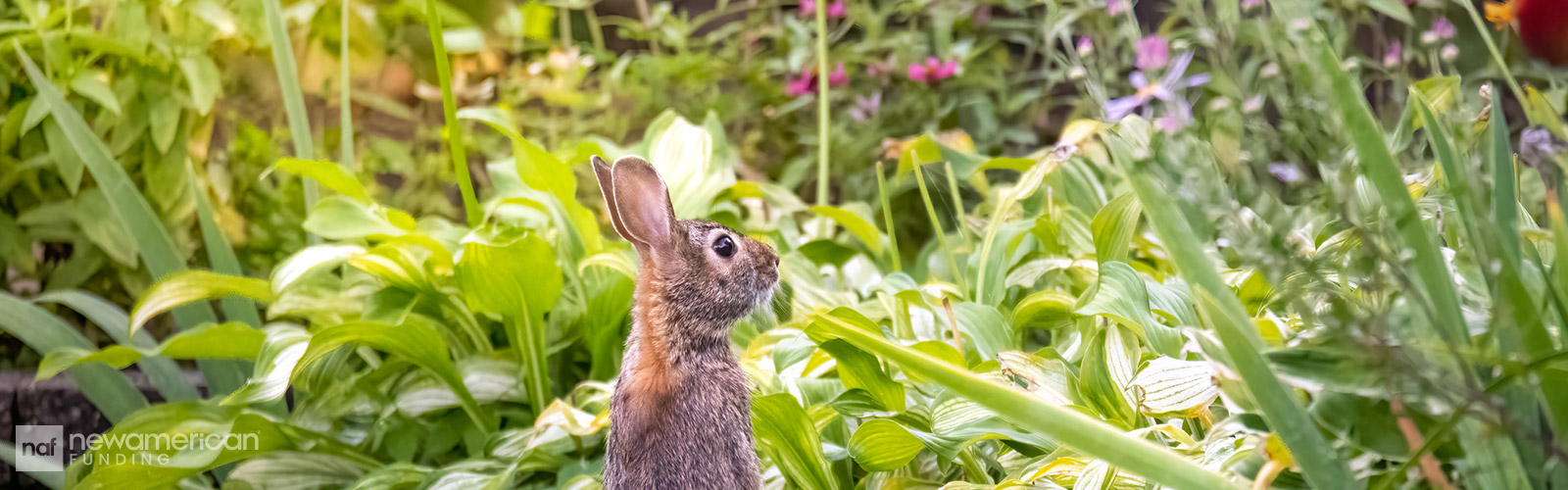 bunny in a backyard garden