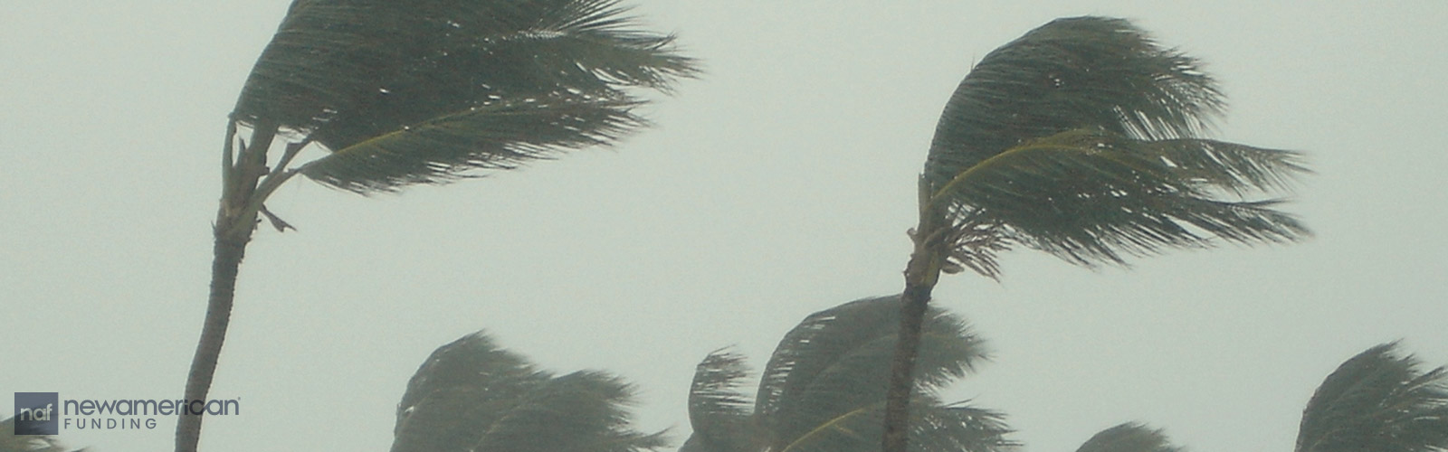 palm trees blowing in the wind and rain