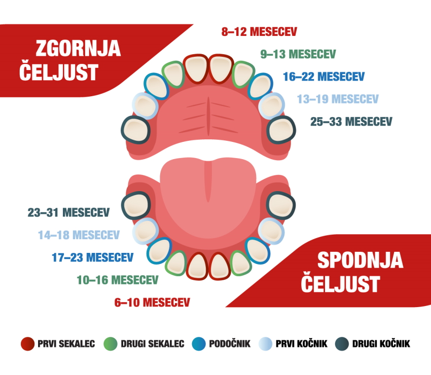 Infografika: Shema otroškega zobovja s časovnim okvirjem izraščanja.