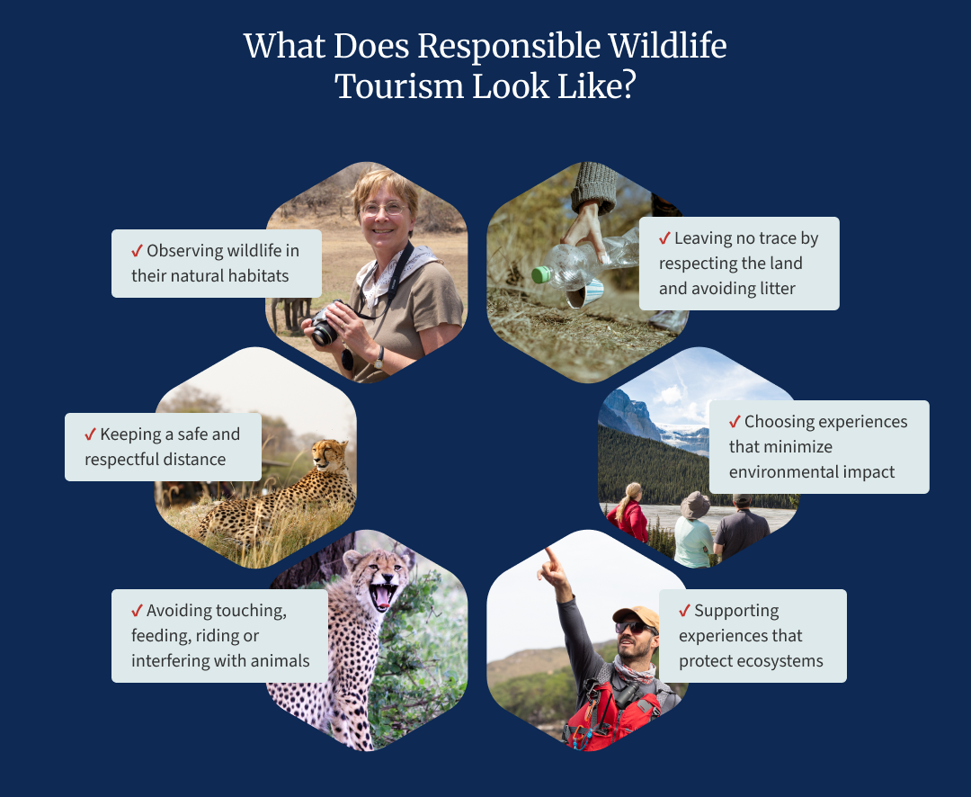 infographic on what responsible wildlife tourism looks like