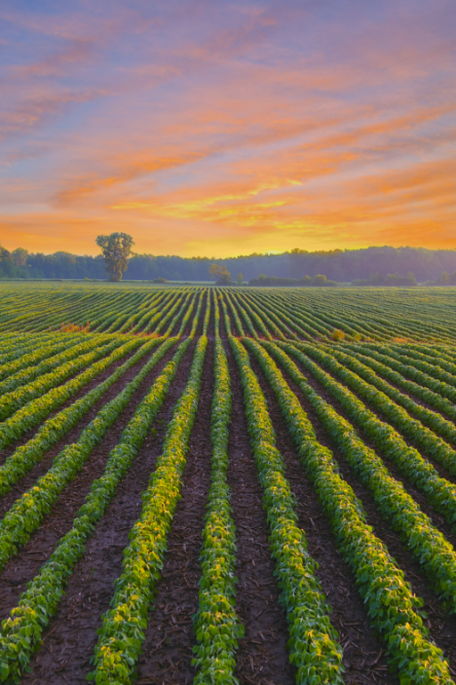 A field of green crops at sunrise, with the sun peeking over the horizon, casting a warm glow on the plants.