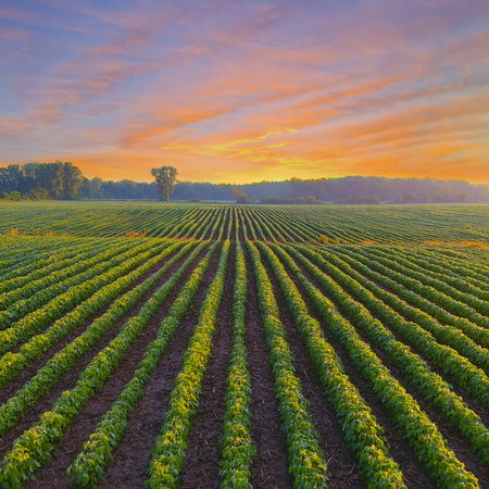 A field of green crops at sunrise, with the sun peeking over the horizon, casting a warm glow on the plants.