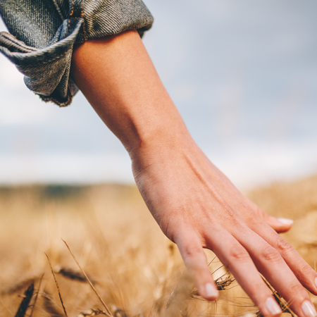 A hand gently touches a golden wheat field, feeling the softness of the grains beneath its fingertips.