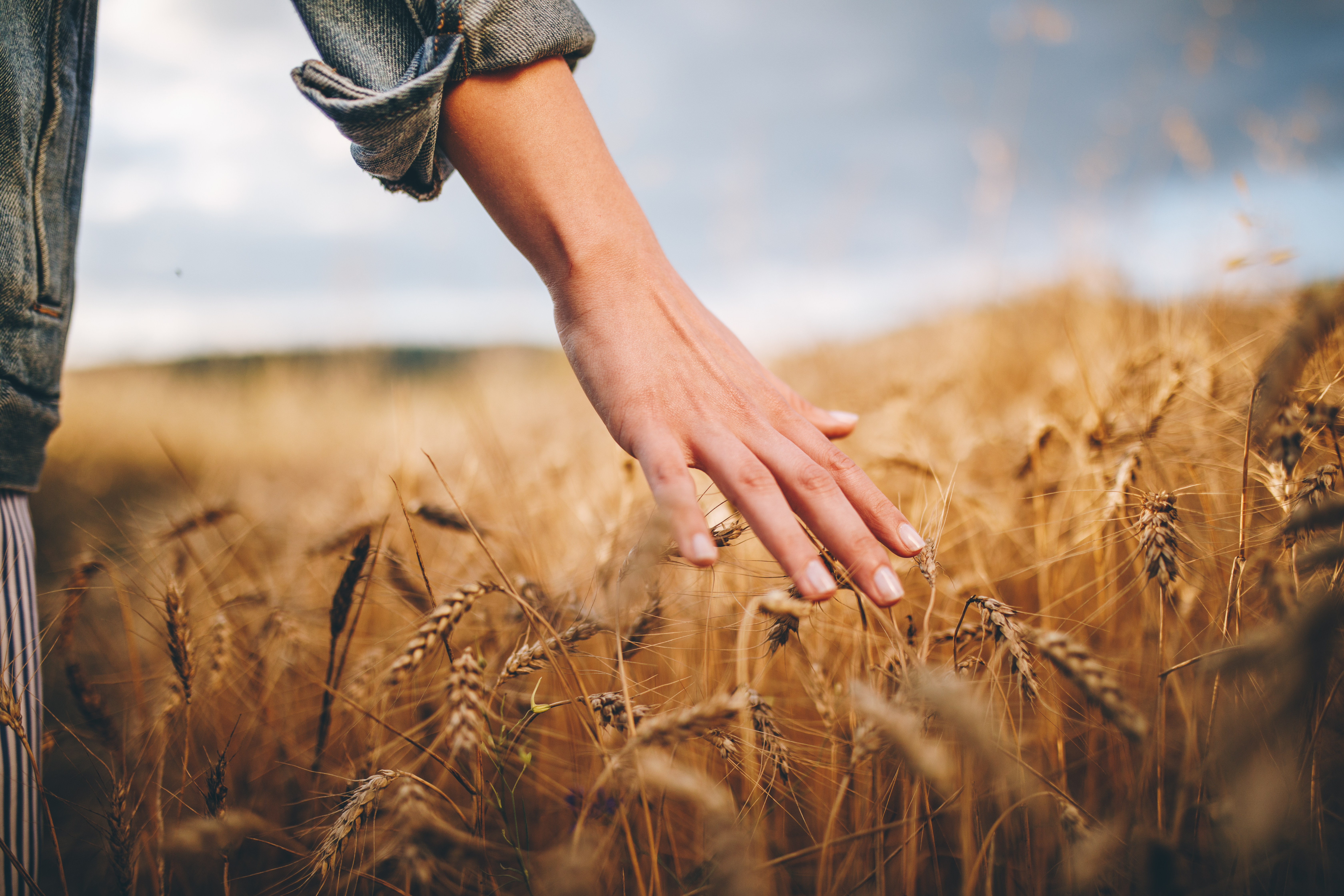 A hand gently touches a golden wheat field, feeling the softness of the grains beneath its fingertips.