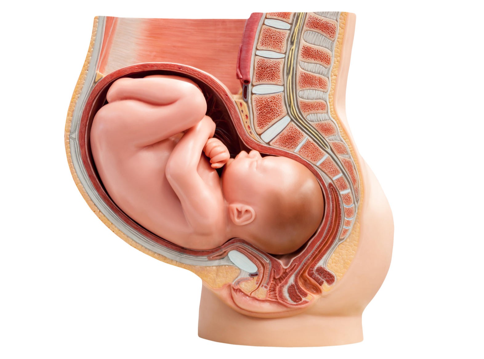 Cross-section illustration of a baby in the womb, showing the mother's anatomy.