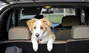 Simpatičen pes v avtu gleda preko zadnjih sedežev, neprivezan med postankom na poti.