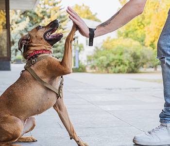 Pes, posvojen iz zavetišča z lastnikom vadi preproste vaje.