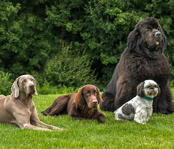 4 psi različnih pasem ubogljivo čaka lastnike.
