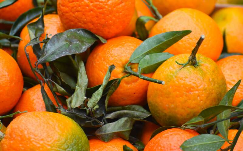 Oranges and orange tree leaves