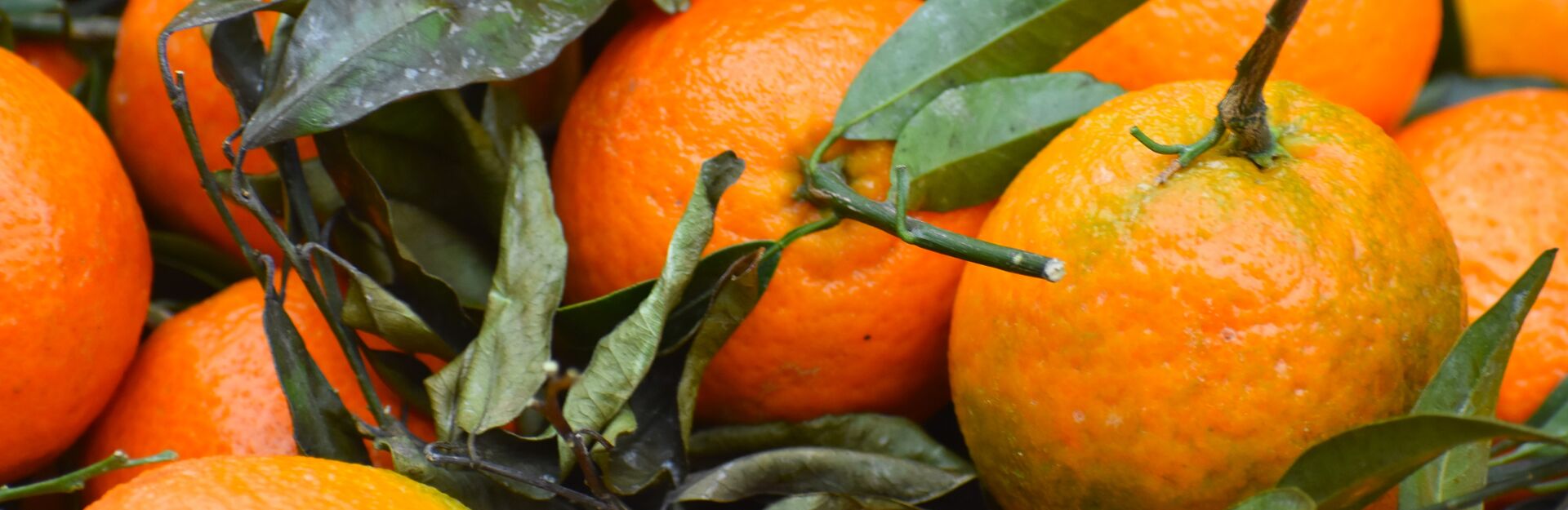 Oranges and orange tree leaves
