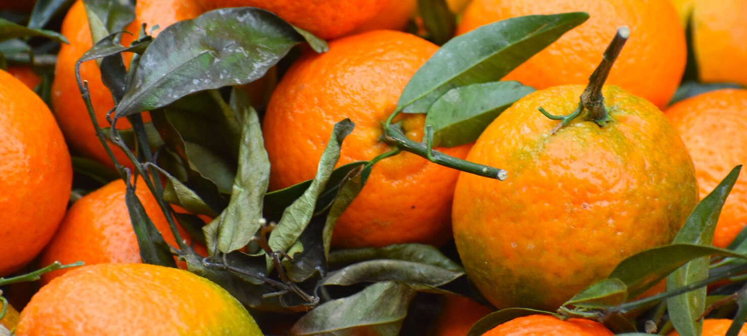 Oranges and orange tree leaves