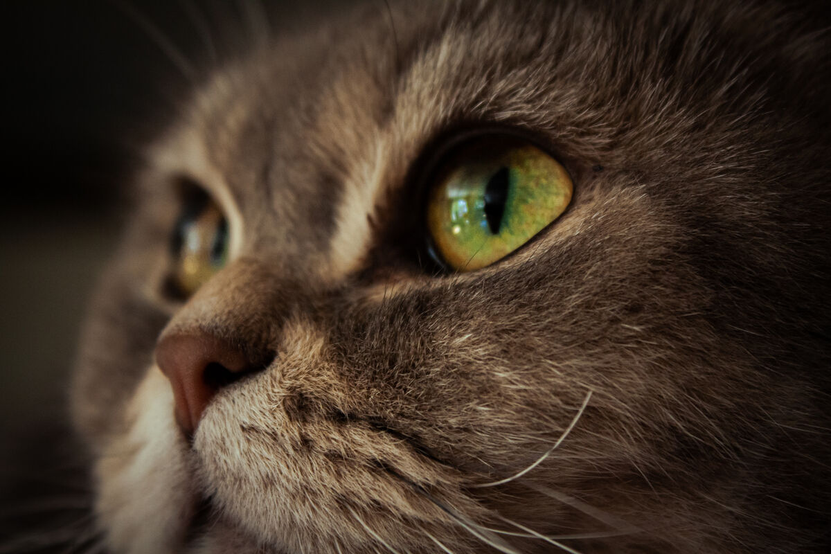 A cat