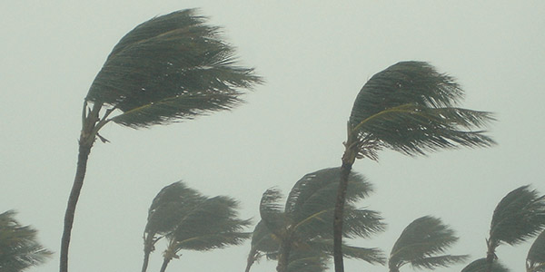 palm trees blowing in the wind and rain