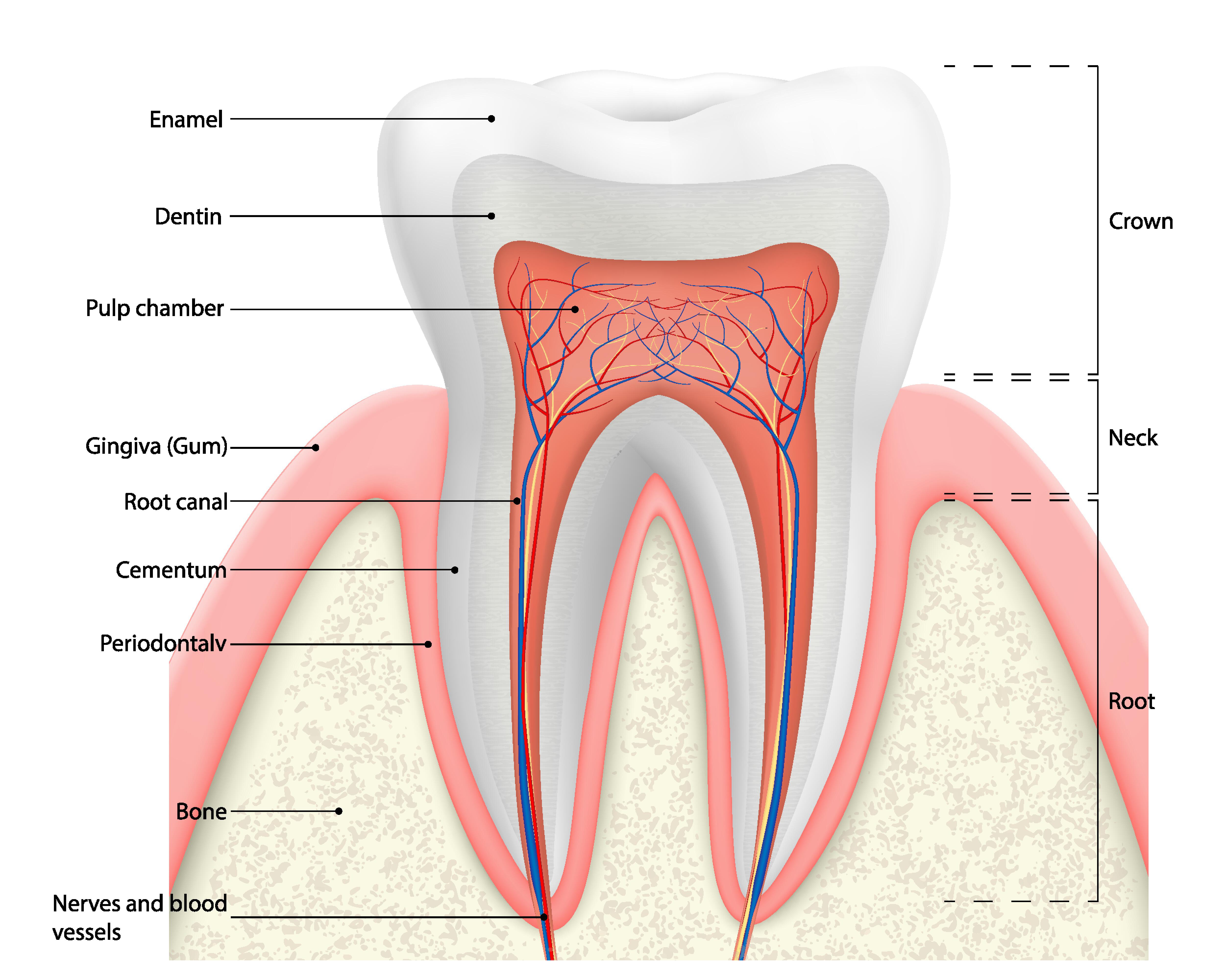 A cross-section of a molar tooth.