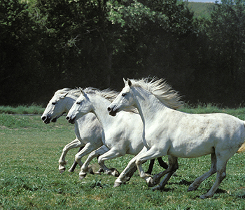 Prizor lipicancev, ki drvijo v naravi je le eno od top 7 doživetij, ki jih lahko doživite v Lipici.