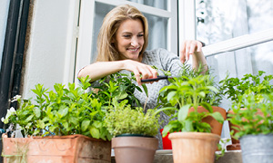 Ženska na pobira zelišča, ki jih je vzgojila na vrtu na okenski polici.