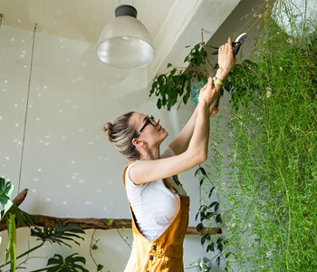 Vertikalni vrt z raznobarvnimi rastlinami na notranji steni sodobnega doma.